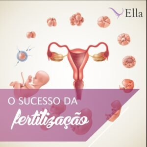 Read more about the article O sucesso da fertilização